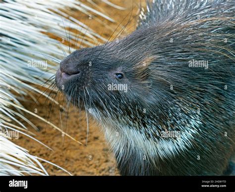 Indian crested porcupine Hystrix indica Stock Photo - Alamy