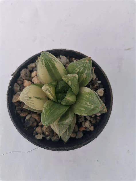 Haworthia Cuspidata Variegata Siracactus Succulente Vendita Online