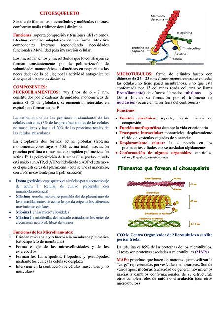 BIOLOGÍA CELULAR Y GENÉTICA CITOESQUELETO RESUMEN Dariana Belen