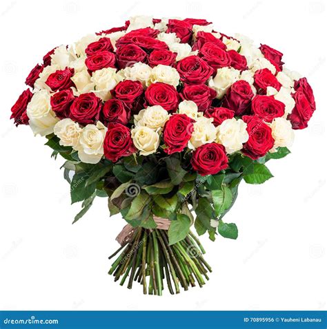 101 Red White Rose Bouquet Isolated on White Background Stock Photo ...