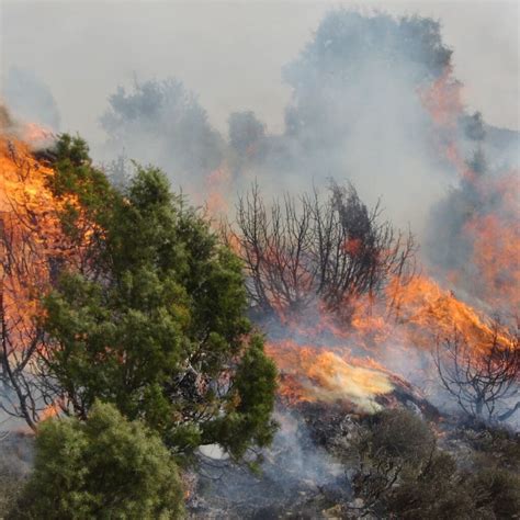 Los Incendios Forestales No Dan Tregua Hay Focos Activos En Nueve