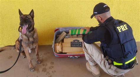 a ajuda de cão farejador PM e PRF preendem 20 kg de maconha