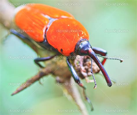 Orange beetle — Stock Photo © Deerphoto #38012077