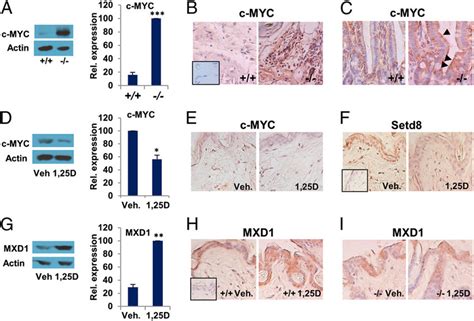 D And The Vdr Control C Myc And Mxd Expression In Vivo A