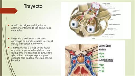 CUARTO PAR CRANEAL NERVIO TROCLEAR IV Y SEXTO PAR CRANEAL NERVIO