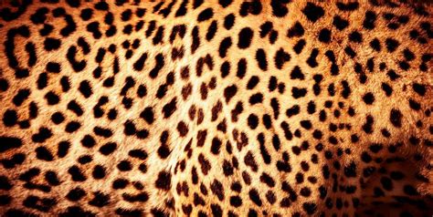 Cheetah Print Background Stock Photos, Images and Backgrounds for Free ...