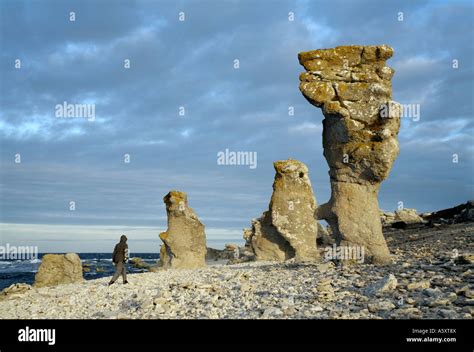 Las Piedras Rauk un fenómeno geológico Suelo de piedra caliza por mar