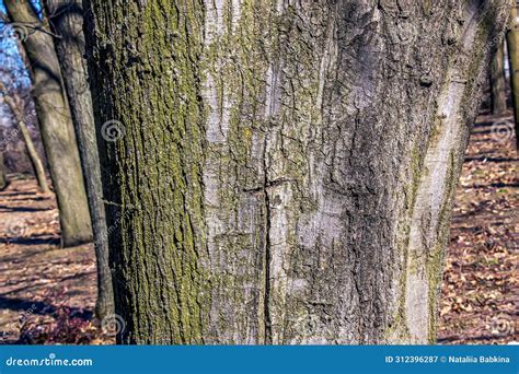 Quercus Coccinea Bark Background Oak Bark Texture Stock Photo