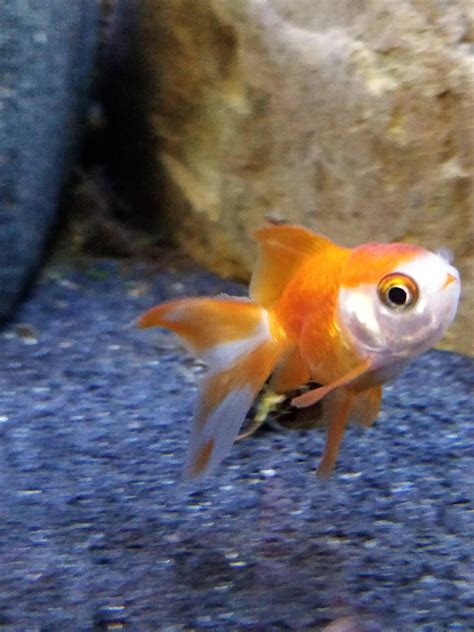 is it normal goldfish scared safely 7