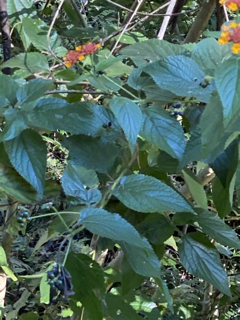 Common Lantana From Warwick North AU QL AU On April 10 2024 At 03