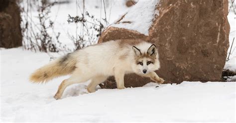 Marble Fox - A-Z Animals