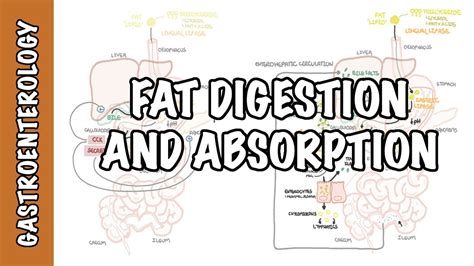 Fat Lipid Digestion And Absorption Physiology Medical News Corner