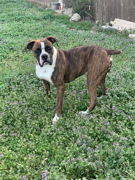 Adopt A Boxer