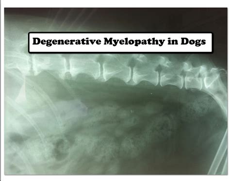 Degenerative Myelopathy In Dogs Veterinary Secrets With Dr Andrew