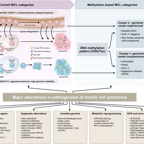 Fig Understanding Of The Pathogenesis Of Mantle Cell Lymphoma Mcl In