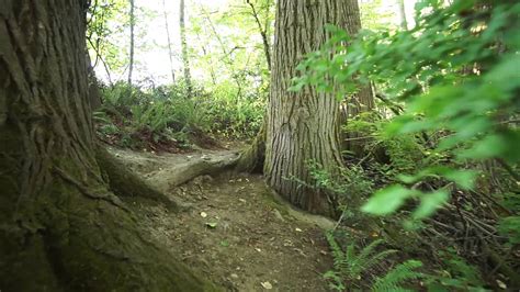 Walking At Clarks Creek Park In Puyallup Youtube