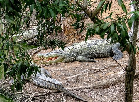 Crocodiles Queensland Australia - Free photo on Pixabay