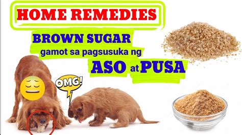 Gamot Sa Pagsusuka Ng Aso At Pusa Home Remedies 122 Youtube