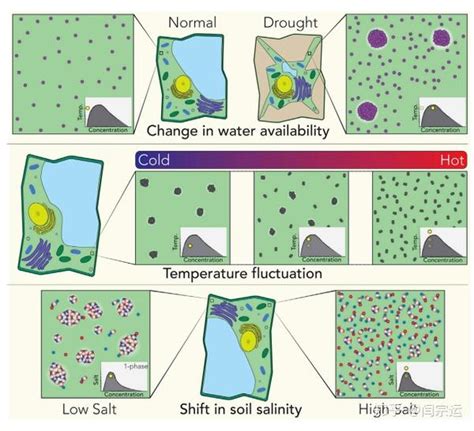 Developmental Cell 综述——相分离在植物中新的作用 知乎