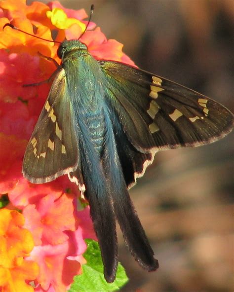 Long Tailed Skipper GTM Research Reserve Butterfly Guide INaturalist