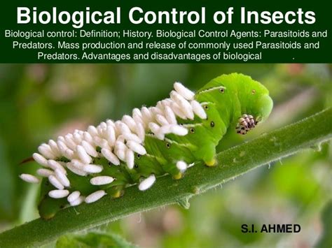 Biological Control Of Forest Insect Pests