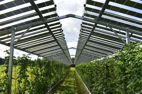 Fruitvoltaic mit Himbeeren BayWa r e baut Europas größte Agri PV Anlage