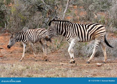 Zebra Foal And Mare Stock Photo Image Of Wildlife Foal 11273704