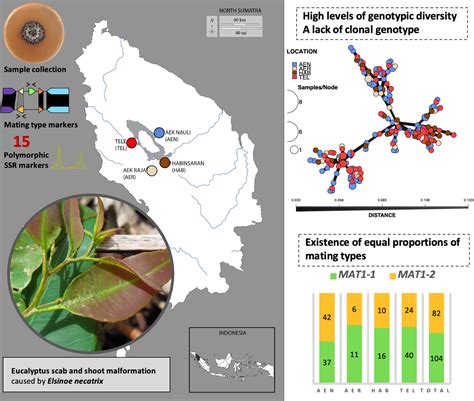 Cryptic Sexual Reproduction In An Emerging Eucalyptus Shoot And Foliar Pathogen Pham 2024