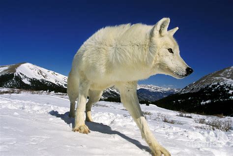 Arctic Wolf Canis Lupus Tundrarum Photograph By Gerard Lacz