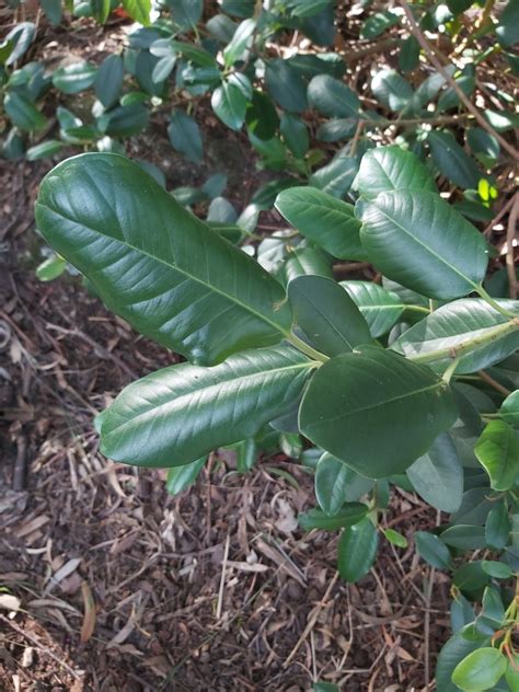 Port Jackson Fig From Ku Ring Gai Chase Nsw Australia On August