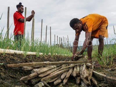 PETANI BAWANG MERAH DI PAPUA ANTARA Foto