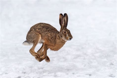 Jack Rabbit Stock Photos Pictures And Royalty Free Images Istock