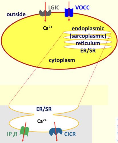 Introduction To Cellular Ca2 Homeostasis Flashcards Quizlet