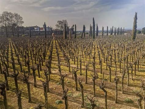 El Encanto De Los Vinos Del Valle Del Duero En Portugal Catavins