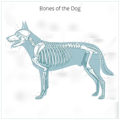 MN CDE Small Animal/Vet Science: Dog Skeletal System (Even Years) Diagram | Quizlet