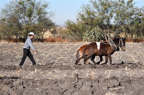 Gestionan apoyos para agricultores afectados por sequía Contexto NN