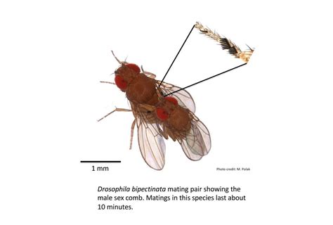 Sex Lasers And Male Competition Fruit Flies Win Genetic Race With