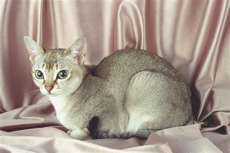 Singapura Cat Breed Info, History, Personality, Kittens, Pictures