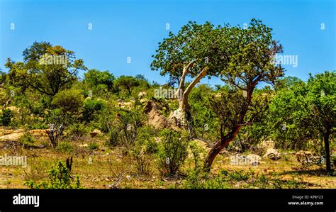 Forest With Mopane Trees And Other Trees In Northern Part Of Kruger