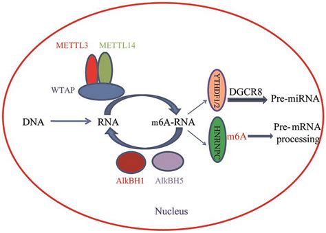 M6a Demethylation Process This Methylation Modification Of M6a Has