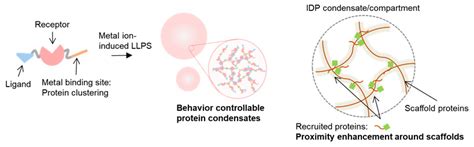 Protein Models To Study Biomolecular Liquid Liquid Phase Separation