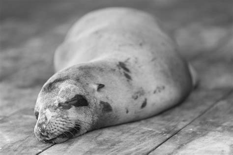 Premium Photo | Sleeping sea lion in the galapagos