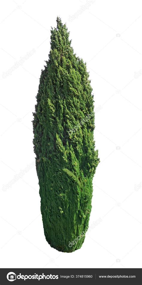 single pine tree isolated evergreen leafs plant dicut white background