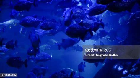 38 Piranha Fish Tank Stock Photos, High-Res Pictures, and Images - Getty Images