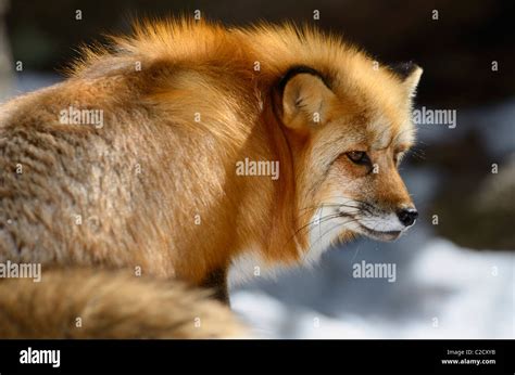 Face Of A Red Fox Sitting On Snow Warming In The Sun In Spring Muskoka