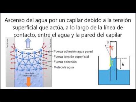 Capilaridad En Las Plantas C Mo El Agua Llega A Las Copas De Los