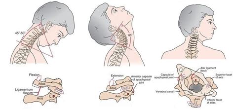 Cervical Facet Joint Mobilization / Assessment of Specific ...