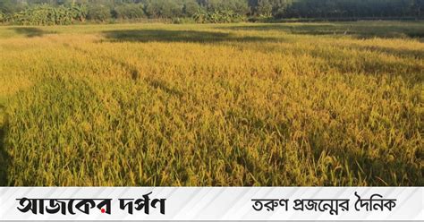 আনোয়ারার নতুন ধানের ঘ্রাণে মাতোয়ারা কৃষক | দৈনিক আজকের দর্পণ
