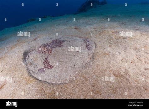 Marbled Electric Ray Torpedo Marmorata Lanzarote Canary Islands