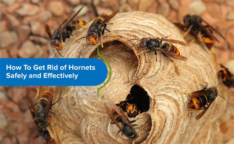 How To Get Rid Of Hornets Safely And Effectively